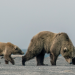 Russlands wildes Meer