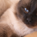 Das geheime Leben der Katzen