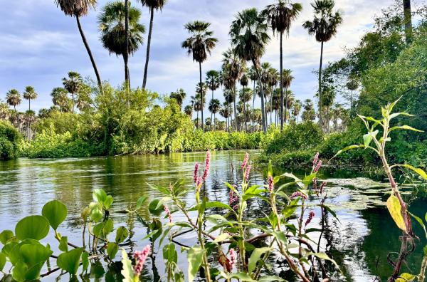 Bild 1 von 2: Der Bañado La Estrella ? ein Überschwemmungsgebiet in der Provinz Formosa ? beherbergt eine außergewöhnliche Biodiversität.