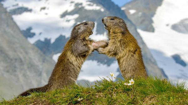 Bild 1 von 2: In Höhen wo Schnee das ganze Jahr über liegt, müssen Murmeltierkinder schnell erwachsen werden.