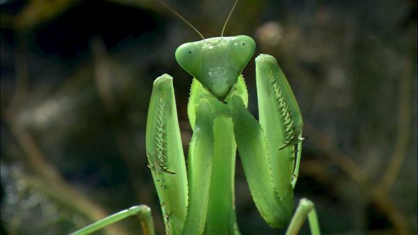 Bild 1 von 4: Mantis in Drohstellung.