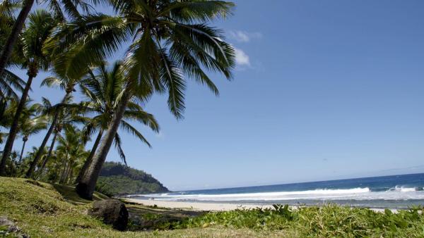 Bild 1 von 17: Im Bild: Palmen am Strand.