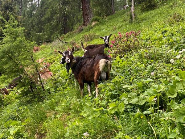 Bild 1 von 1: Im Bild: Ziegen auf der Unterwo¨ger Alm.