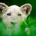 Die Weißen Löwen von Timbavati