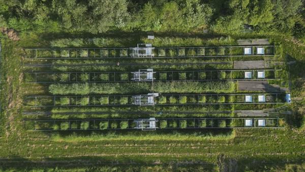 Bild 1 von 7: Moore absorbieren doppelt so viel CO2 wie alle Wälder der Erde zusammen. Paludikulturen bieten die Chance, Landwirtschaft auf wiedervernässten Moorböden zu betreiben. Die Hochschule Weihenstephan-Triesdorf betreibt eine weltweit einzigartige Messanlage, die den Emissionsaustausch von Paludikulturen erfassen kann. So können die Forschenden ihre Klimabilanz errechnen.
