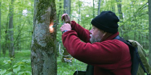 Bild 1 von 8: Tomasz Weso?owski, Ornithologe der Universitat Wroc?aw, studiert seit über 30 Jahren die Vogel