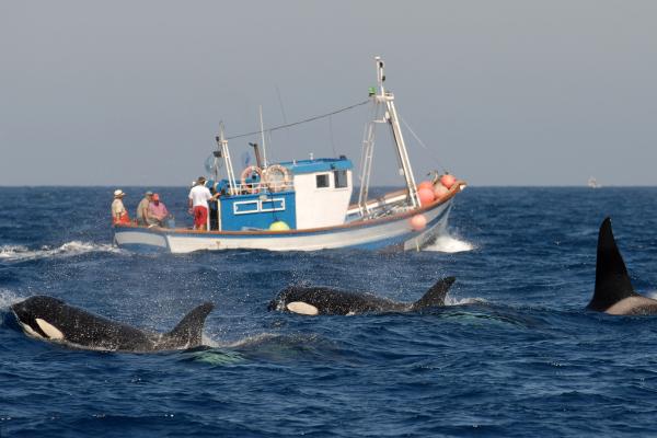 Bild 1 von 5: .