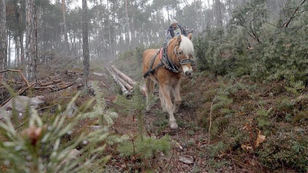 Bild 1 von 16: Im Bild: Bauer mit dem Haflinger Pferd beim Holzziehen.