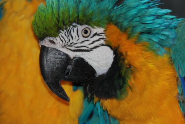 Bild 1 von 1: Gelbbrustara.