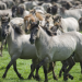 Die neue Wildnis