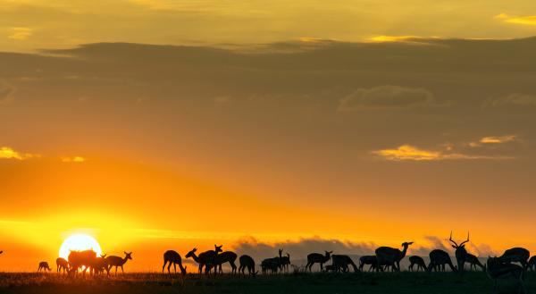 Bild 1 von 5: Für Huftiere gibt es keine Pause. Sie müssen sowohl tagsüber als auch in der Nacht sehr aufmerksam sein.