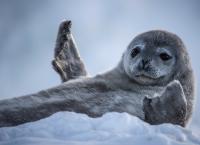 Sieben Kontinente - Ein Planet