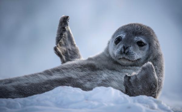 Bild 1 von 15: Weddellrobben erleben bei ihrer Geburt den krassesten Temperatursturz des Tierreiches. Aus dem warmen Bauch der Mutter stürzen sie direkt auf das See-Eis.
