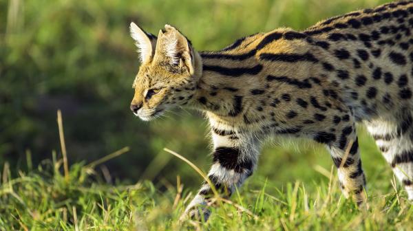 Bild 1 von 2: Ein lauerndes Serval-Weibchen auf der Jagd. Die Katzen orientieren sich vor allem an Geräuschen im Gras.