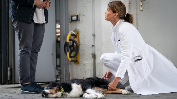 Bild 1 von 9: Dr. Jonas (Gerit Kling, r.) ist überrascht, als sie vor dem EKH einen tierischen Patienten vorfindet.