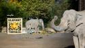 Elefant, Tiger & Co.
