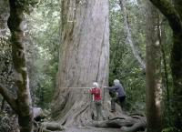 Neuseeland - Wald der Riesen