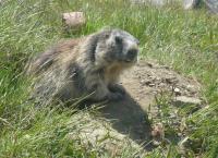 Anna und die wilden Tiere