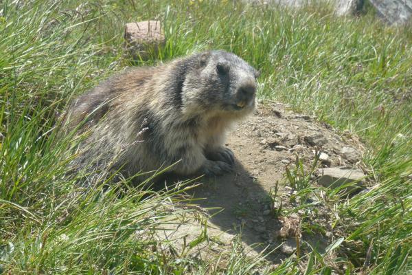 Bild 1 von 6: Für die kalte Zeit graben Murmeltiere einen Bau. Hier halten sie einen ausgedehnten Winterschlaf.
