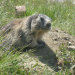 Anna und die wilden Tiere