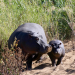 Juwel der Elefantenküste - Afrikas Wunderland Isimangaliso