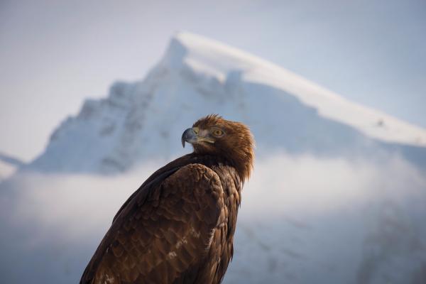 Bild 1 von 15: Steinadler durchstreifen weite Gebiete auf der Suche nach Nahrung und Paarungspartnern. Sie fressen Säugetiere, Vögel, Reptilien, Fische, Amphibien, Insekten und Aas. Das macht sie zu den erfolgreichsten Greifvögeln der Bergwelt.