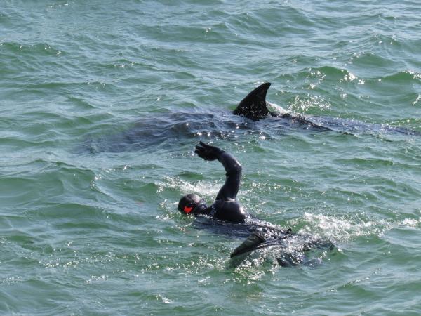 Bild 1 von 2: Delfindame Dusty besucht die Schwimmer in County Clare.