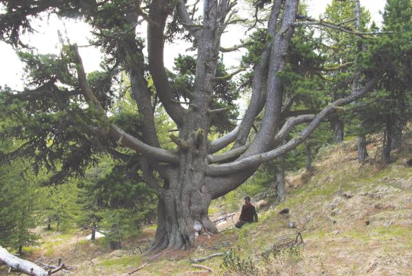 Bild 1 von 2: Nadelbaum