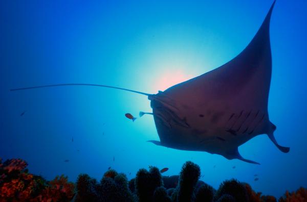 Bild 1 von 6: Mantarochen in Indonesien
