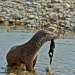 Wildnis am Strom - Nationalpark Donau-Auen
