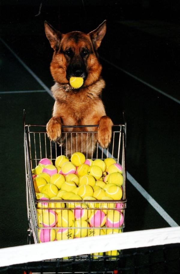 Bild 1 von 13: Rex - immer am Ball ...