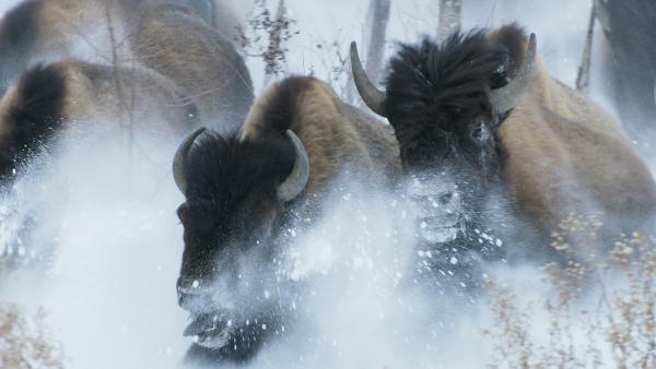 Bild 1 von 14: Bisons können mehr als 50 Kilometer pro Stunde schnell werden, wenn sie die Flucht ergreifen.