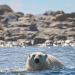 Die Reise der Eisbären