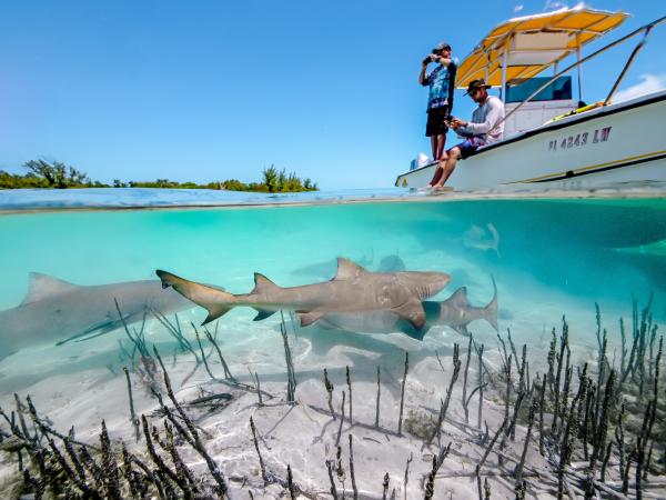 Bild 1 von 5: Regisseur Ed Charles und Kameramann Duncan Brake bereiten einen Unterwasserdreh vor der Küste der Bahamas vor. Sie wollen eine Gruppe junger Zitronenhaie filmen, die nahe der Mangroven auf der Jagd sind - und offenbar ihrerseits an Boot und Crew interessiert sind.