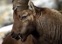 Wunderwelt Schweiz: Winterliches Graubünden