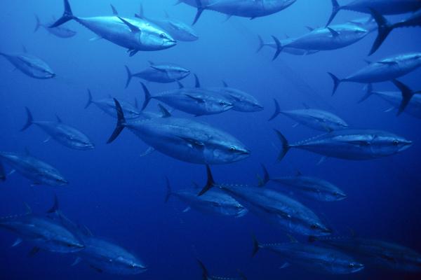 Bild 1 von 6: Ein Schwarm Blauflossen-Thunfisch.
