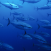 Welt der Tiere