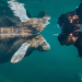 Blue Carbon - Die Superkraft der Natur