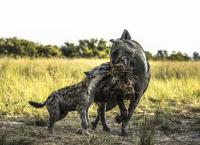 Okawango - Fluss der Träume