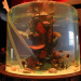 Bilder zur Sendung: Die Aquarium-Profis