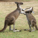 Fight Club der Tiere - Tropische Gefechte