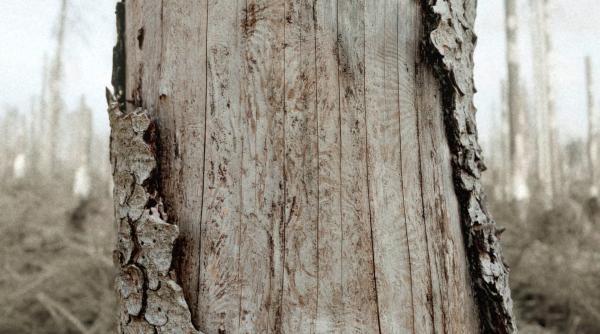 Bild 1 von 4: Der Borkenkäfer hat im Harz den Fichtenwald zerstört.