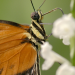 Schmetterlinge!!! Superhelden der Natur