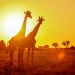Tödliches Afrika - Tierische Bewegung