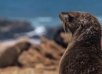 Unsere Ozeane - Kreislauf des Lebens