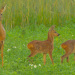 Ein Tag Wildnis