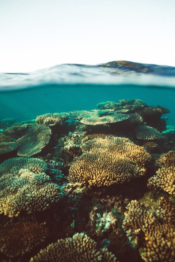 Bild 1 von 7: Coral Bay, Australien: Mehr als 90 Prozent aller weltweit vorkommenden Korallenriffe werden bis zum Jahr 2050 absterben. Die Erde hat bereits mehr als die Hälfte der Unterwasserwälder in den vergangenen 30 Jahren verloren.