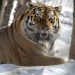 Big Five Asien
