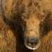 Der Bär in mir