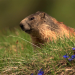 Wildes Land